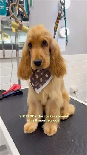 Cocker Spaniel Puppy After Groom #englishcockerspaniel #cute #dog