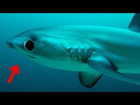 13 Cutest Sea Creatures Ever!