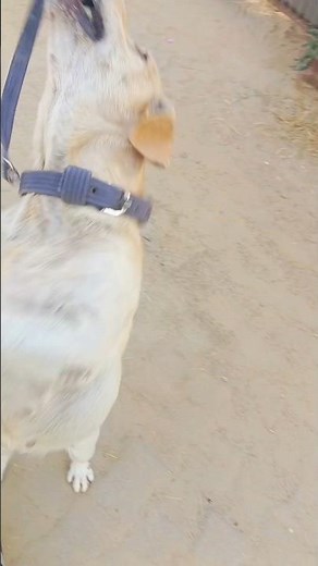 Teaching a LABRADOR to ROPE RETRIEVErope retrieval, training