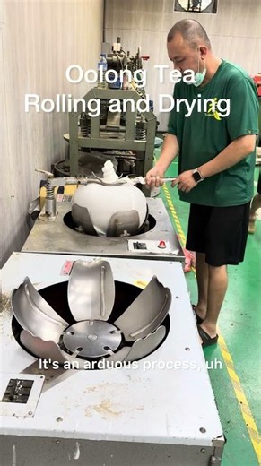 Oolong Tea Rolling And Drying