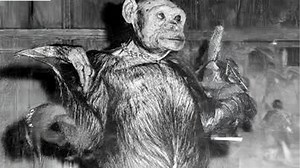 10K views · 106 reactions | Terrifying Animal Crossbreeding Experiments That Have Ever Been Created #crossbreeding #creatures | Most Amazing Top 10 | Facebook