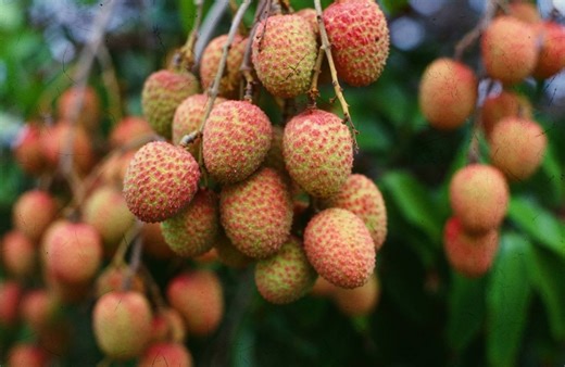 Plant Doctor: Like many others, lychee trees sometimes take a break from bearing fruit