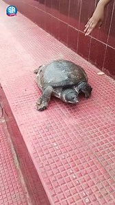 1.1M views · 10K reactions | মায়ের ভক্ত এক দৈব কচ্ছপ  #কচ্ছপ #ভক্ত #মা #মাকালী #ত্রিপুরা #ত্রিপুরাসুন্দরী #tripurasundari #Tripura #maakali #mythology #mystery #mysterious #turtle #story #Riadas | Ria Das | Facebook