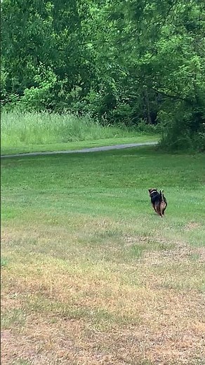 Run Rabbit Run: Dog Tumbles While Chasing Rabbit