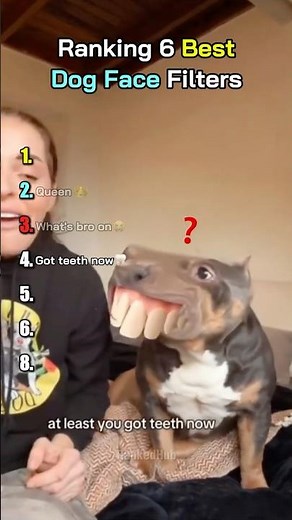 Ranking 6 Best Dog Face Filters 🐶