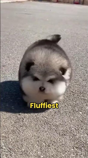Top 5 Fluffiest Dog Breeds - Ranked #1 Will Surprise You