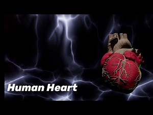 Beating of Human Heart | 3D animation | Sainath Sawant