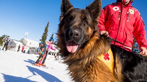 Dogs Are Better At Solving Problems When Encouraged By Their Owners