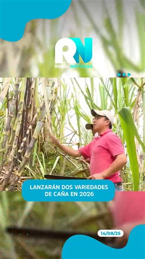El Centro Nacional de Caña de Azúcar presentó las variedades 18-194 y 18-202, adaptadas a distintos suelos y con una producción de 160 t/ha. Serán liberadas en 2026. 🌱 #CanalRural #NoticiasRurales #Bolivia #SantaCruz | Canal Rural Bolivia