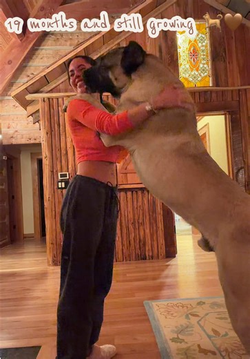 Kangal Puppy Growing Fast