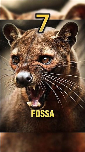 The 10 Rarest Animals in Existence | Savannah Secrets #animalshorts #wildlife #animalfacts