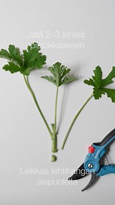 Näin onnistut ottaessasi pistokkaita pelargonistasi! 🌱 🧑‍🌾 Valitse verso, joka ei kuki. 💚 Leikkaa pistokas juuri lehtihangan yläpuolelta ja poista alimmat lehdet. 🪴Juurruta pistokas pienessä ruukussa, jossa on kylvömultaa. 💧 Pidä multa kosteana, mutta ei märkänä | GARDENA