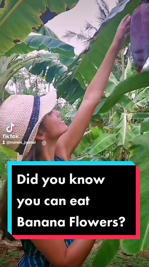 Banana Flowers... how to eat them? #banana #bananaflower #bananaflowercurry #srilanka #fyp #fypシ #trending #uniquerecipe #healthyfood #healthycooking #healthyrecipe #organiclifestyle #villagecooking