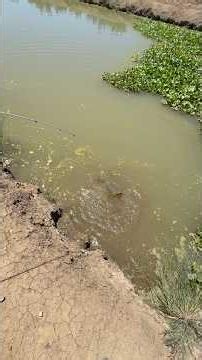 POV Catching A Massive Carp