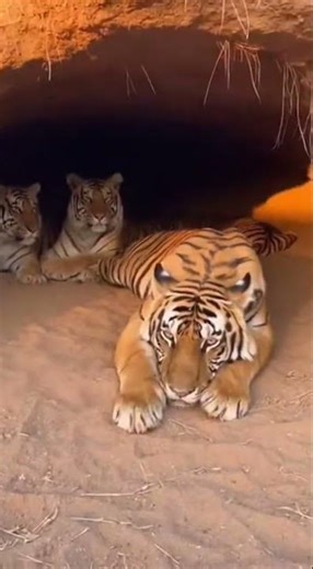 Monkey's Fiery Prank on Tigers! 🎇🐅 #MonkeyPrank #TigerFamily #FirecrackerFun