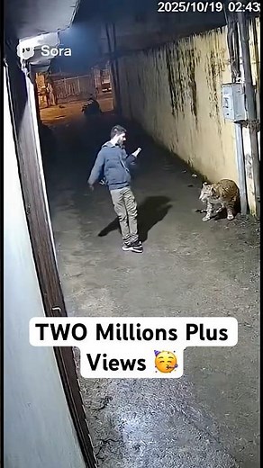 🐆 Leopard Attack Caught on Camera! 😱 #leopard #cctv #wildlife