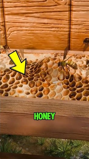 How Bees Actually Make Honey It’s Not What You Think! 🍯🐝 #shortsviral
