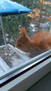 Vicenza, Italy🇮🇹Weather & Road Conditions Date: January 15, 2026 Weather Condition: Day: 45F, Mostly Cloudy / Night: 36F, Mostly Cloudy Detailed Road Condition: Green | USAG Vicenza