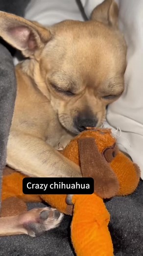 Chihuahuas: Small Size But Big Attitude