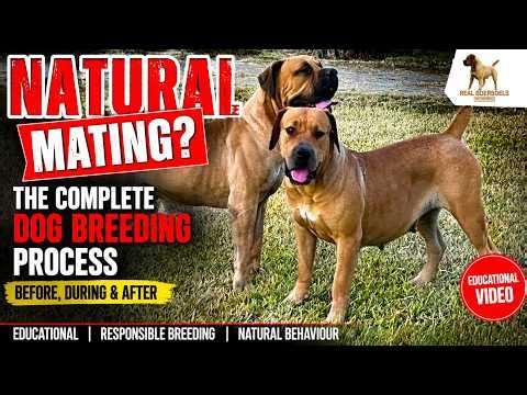 Real Boerboels - Before, During and After Mating | The Complete Dog Breeding Process