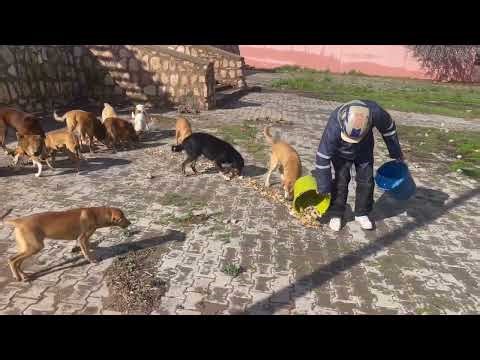 Nourrissage des chiens du village dit de l'enfer