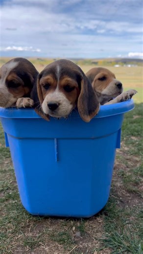 7K views · 64 reactions | I have two sweet little female beagle puppies looking for their forever homes—one gorgeous blue tick and one classic tricolor. Both are full of personality, playful, and ready to bring love and joy to a lucky family.  these puppies are looking for a forever place to call home!  reach out to us via email or by messenger. | Beagles West - Diamond D Kennels | Facebook