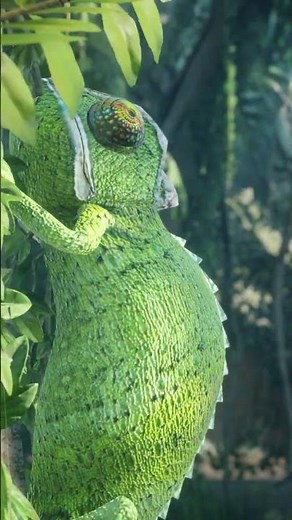 Chameleon Changing Color 😍