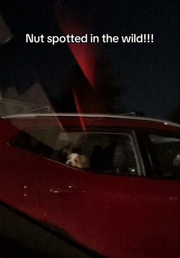 Style playing in the back just really completes this TikTok 😂 #corgi #fluffycorgi #pembrokewelshcorgi #taylorswift