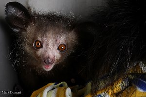 Aye Aye - Cincinnati Zoo & Botanical Garden