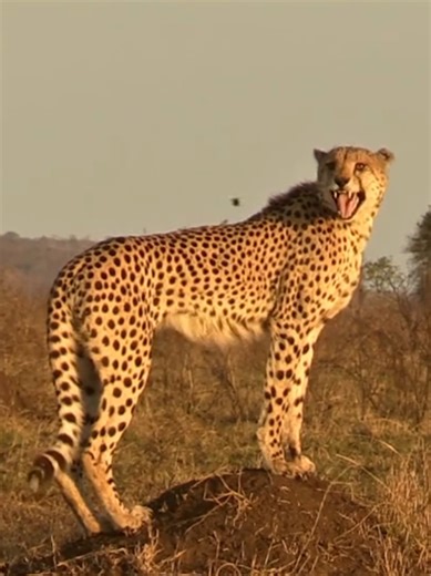 cheetahs are one of the only big cats that can't roar. they chirp and growl instead! they're also one of the only big cats that can purr. 🥹 technically they aren't a