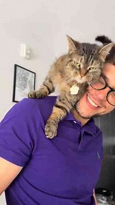 Affectionate Cat Climbs on Shoulder for Cuddles in the Kitchen