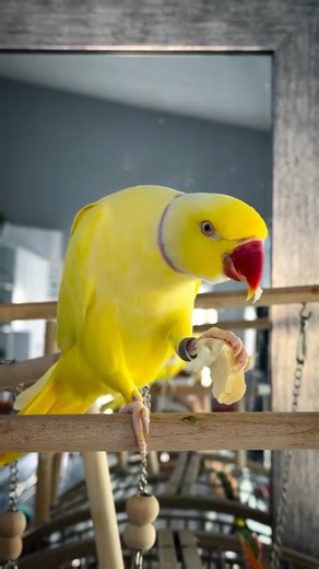 Lilo the Indian Ring Neck on Instagram: "Mmm… nothing better than my Cuban bread soaked in water. Yummy, yummy for my little beak 😋🦜 #indianringneckparrot #indianringneck #indianringnecksofinstagram #indianringnecks #indianringneckparakeet #indianringneckparrots #parrots #parrotsofinstagram #parrotlover #parrott #parrotlife #parrotslove #talkingparrot #talkingparrots #talkingparrotsofinstagram #prettybirds #lilotheringneck #cutebirds #cutebird #funnyvideos #funnyanimals #funnymemes #birdsofins