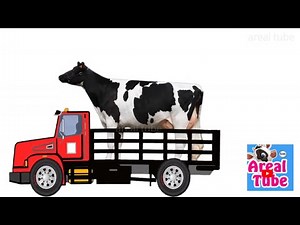 ANIMAL NAMES AND SOUNDS -- COW, ELEPHANT, Camel, CAT, SHEEP, DKK #animalsounds