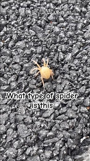 What type of spider is this found in Ireland