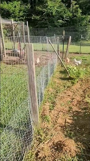 Making the garden rabbit proof #gardening #how-to #fencing