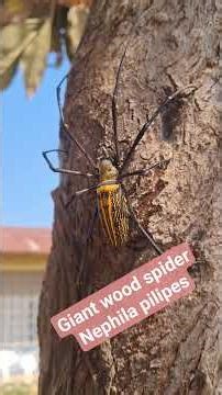 Nephila pilipes(A Giant wood spider)