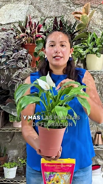 Cómo hacer florecer tu cuna de Moisés | Lirio de la paz