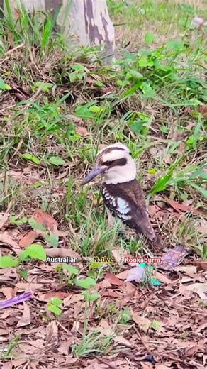 Kookaburra (Dacelo novaeguineae) #nature #wildlife #australia #kookaburra #shorts