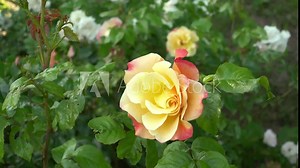 A beautiful, colorful rose blossom flowering in amazing yellow to red hues in a close-up scenic view. City greenery with roses bushes. 4K footage with shallow depth of field and blurred background. Stock Video