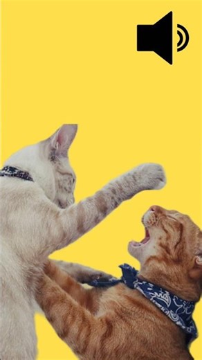 SOUND OF CATS FIGHTING