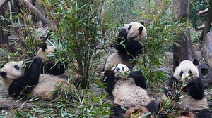 Sichuan: Einzigartige Natur, scharfe Küche und kultureller Reichtum