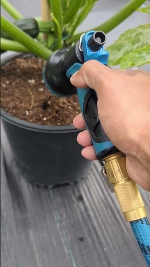 Best Watering Tips for Squash & Zucchini Plants in Containers #greentgarden #gardening #viral