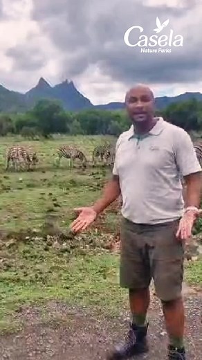 Celebrate World Zebra Day at Casela Nature Parks