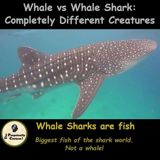 Whale vs Whale Shark: Completely Different Creatures