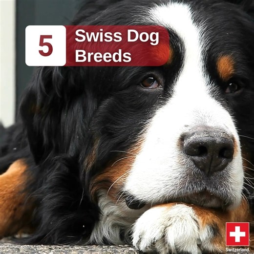 4.1K views · 300 reactions | Did you know that Switzerland has quite the selection of local dog breeds?  Take a look at these 5 Swiss dog breeds and tell us which one you would get! (By the way, "all of them" definitely is an acceptable answer.) | About Switzerland | Facebook