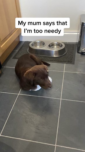 #kalithecollielab #greedydog #hungrydog #dogtrend #funnypuppy #dogsoftiktok #collielab collielab, dog, dog trend, funny dog, Tik tok puppy