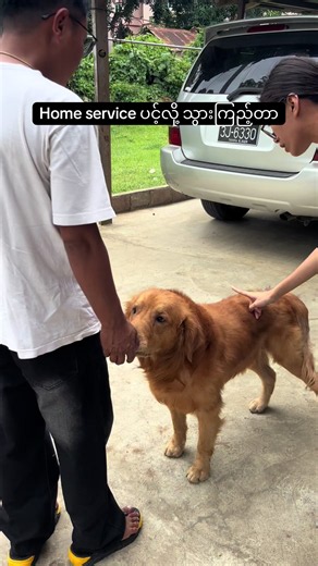 ပင်လို့ Home Service အိမ်သွား တိရစ္ဆာန်ဆေးပေးခြင်း - ပြင်ဦးလွင် veterinary clinic