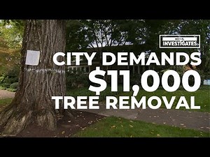City demands Portland homeowner pay $11,000 to cut down elm tree within 30 days