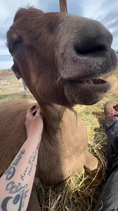 1.3K views · 74 reactions | Goats sometimes moan while sleeping or...