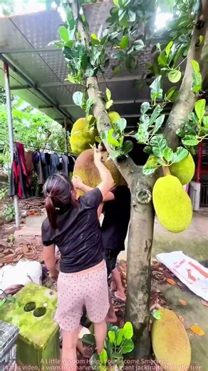 Giant Jackfruit Harvest! Too Heavy - Needs 4 People to Carry